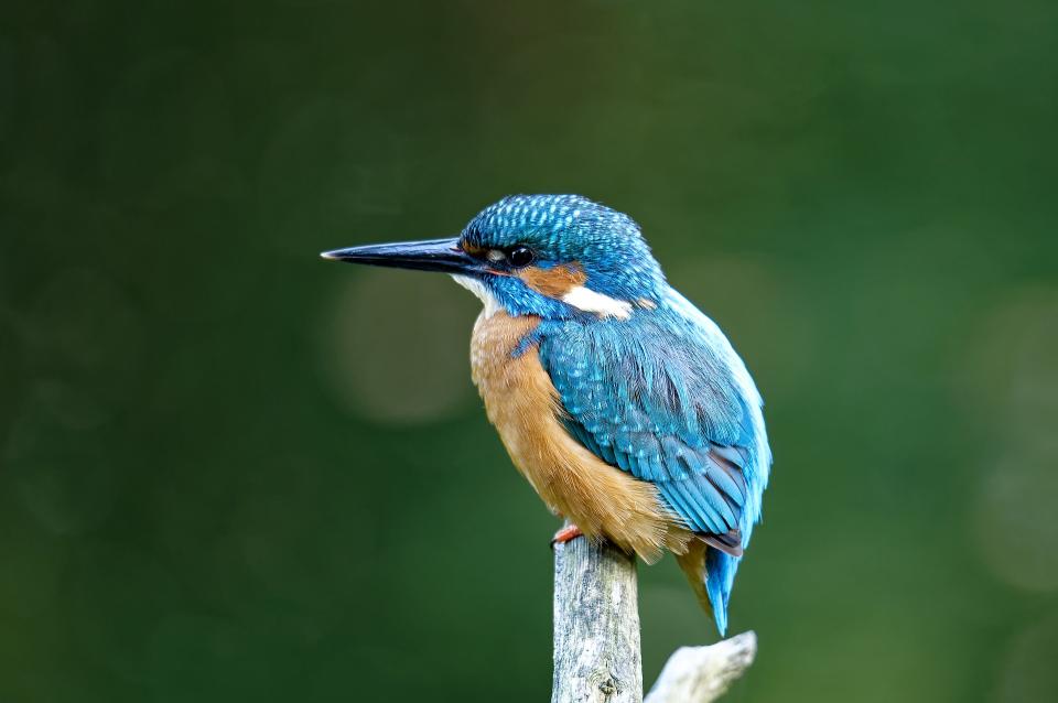 kleine blauwe ijsvogel
